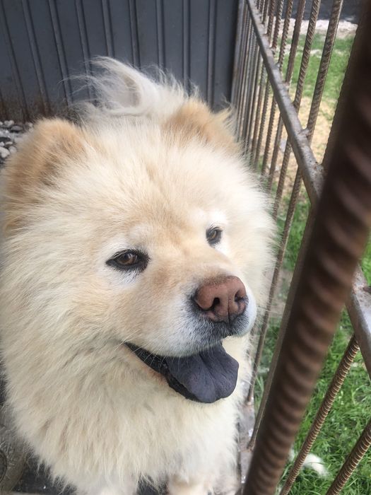 Чау-чау , вязка