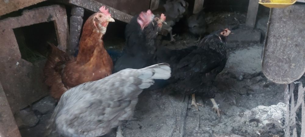 Куры несушки и петух Амераукана.