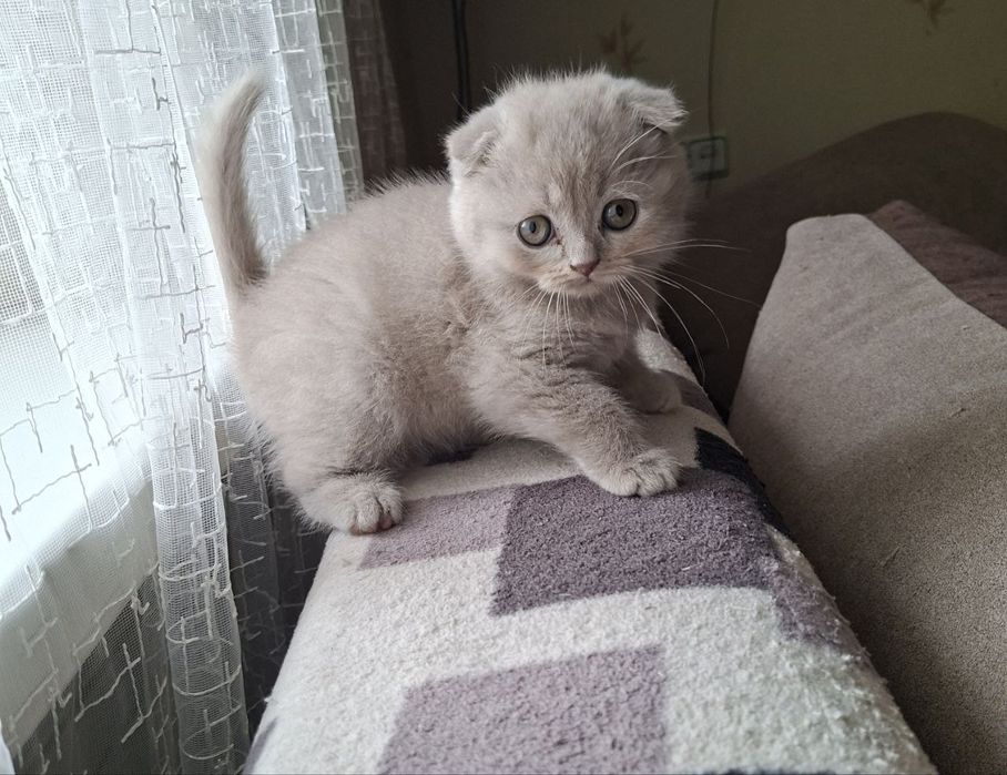 Грайливі кошенята