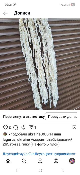 Очерет тростина пампас гіпсофіла сухоцвіти пампасна камыш війник