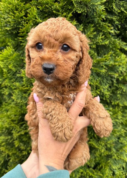 Cockapoo dziewczynka