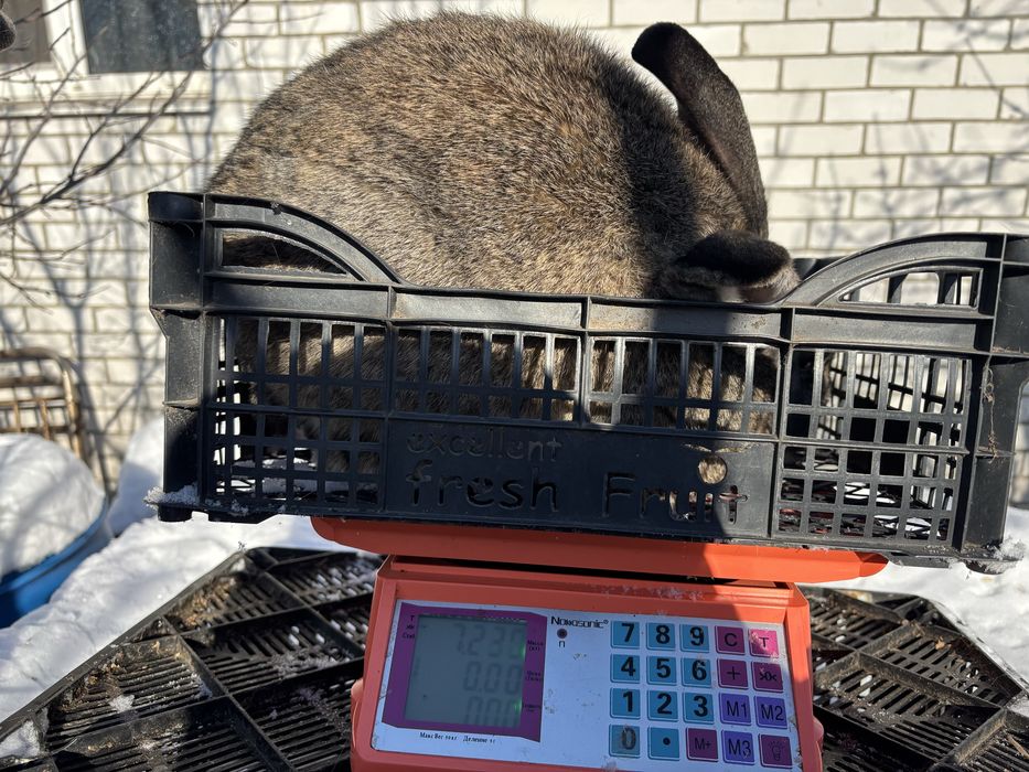 Кролі Французький Баран,Бельгійський велетень, Німецький строкач