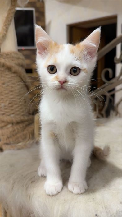 Хлопчик від персидської кішечки