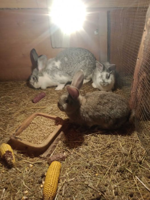 Króle króliki mieszańce