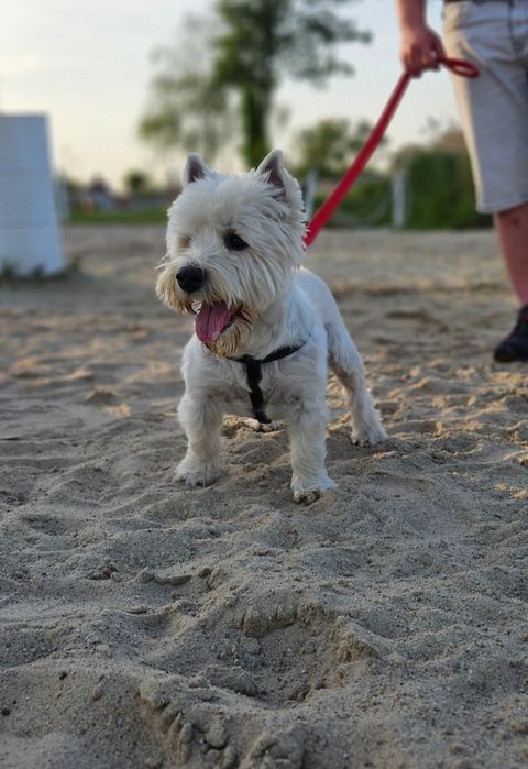 West Highland White Terrier