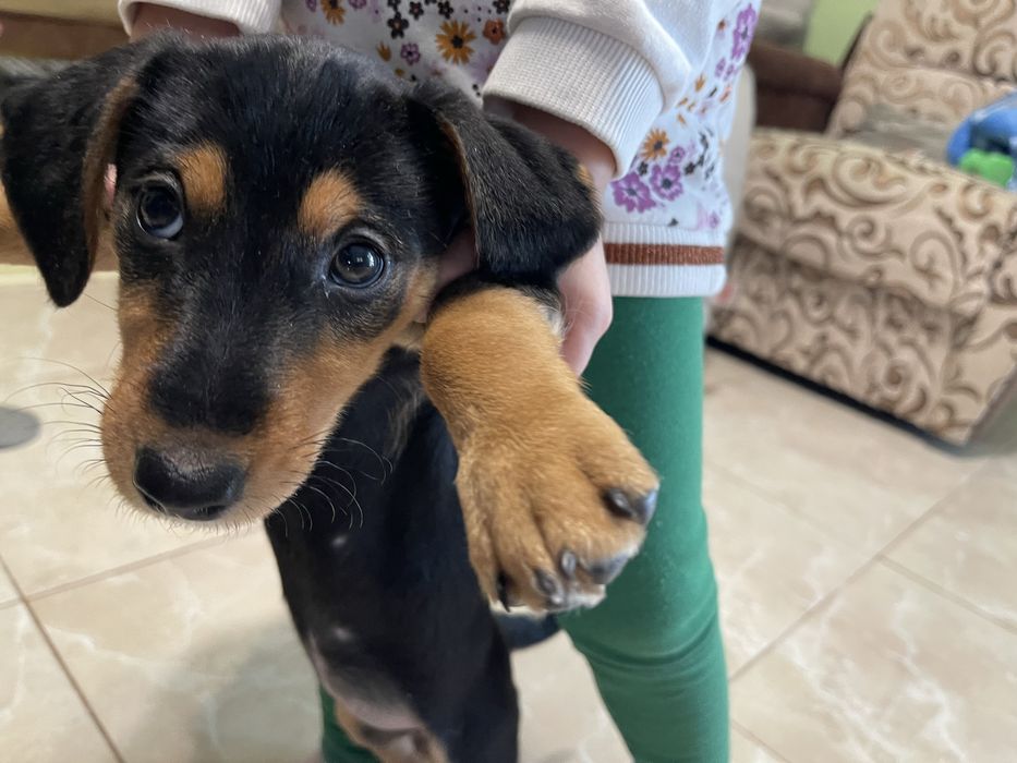 Цуценятя Такса / Фокстерєр (кобель і самка)