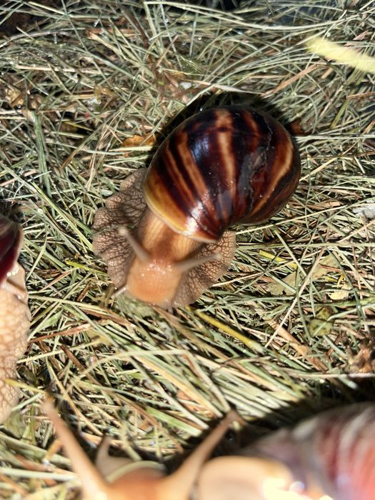 Продам Ахатин Іммакулята