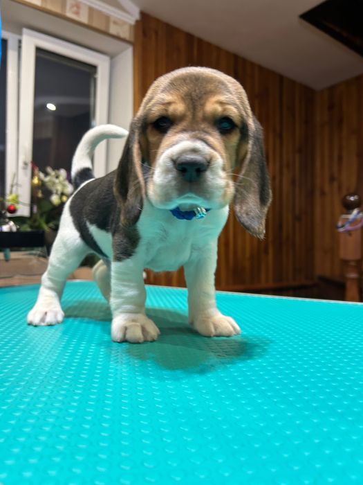 Щенята бігля. Яскравий класичний триколор