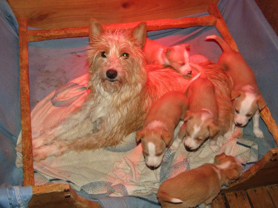 Podengo Português Médio Cerdoso LOP/Pedigree/Afixo