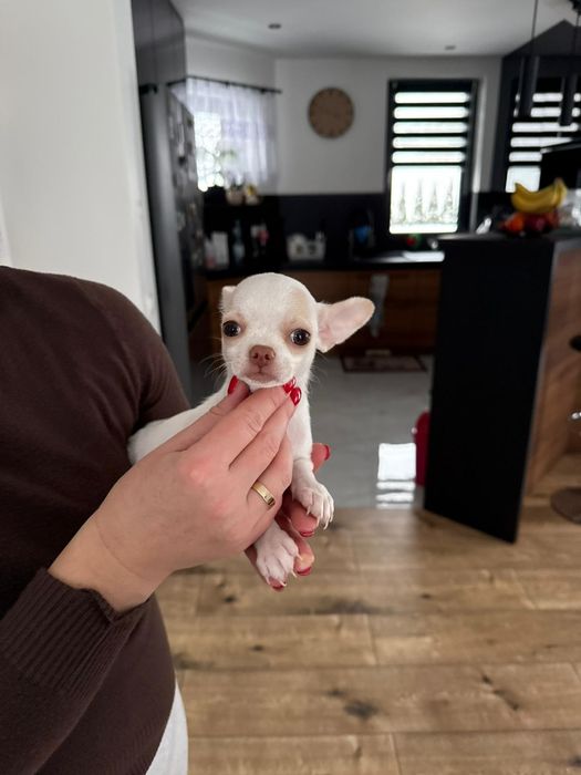 Chihuahua suczka szczenię