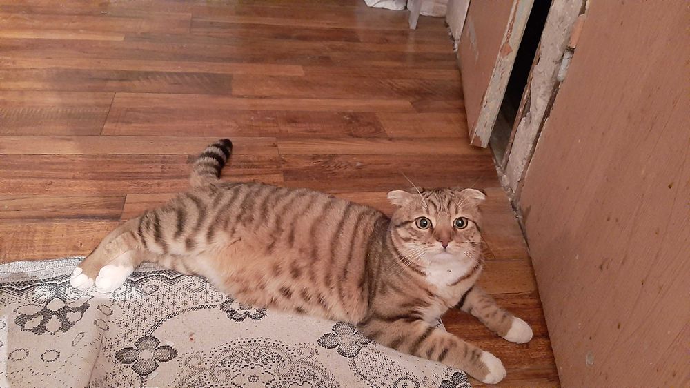 Случка кота , кіт на в'язку.