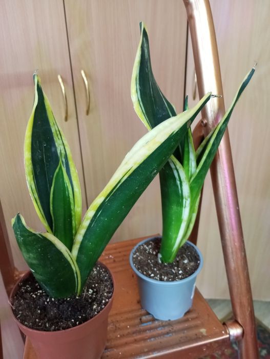 Сансевиерии сорта