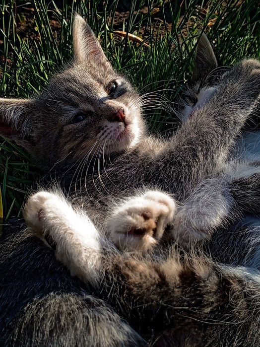 Віддам чудових кошенят