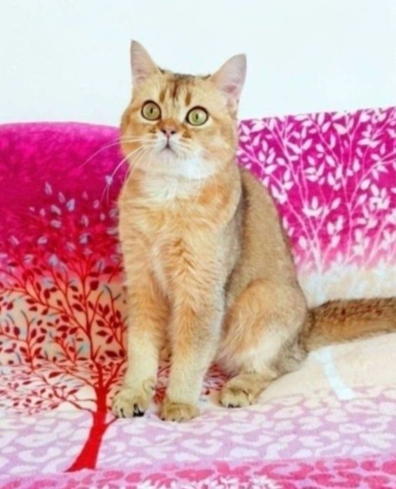 Чудо хлопчик Золотий красунчик шиншила