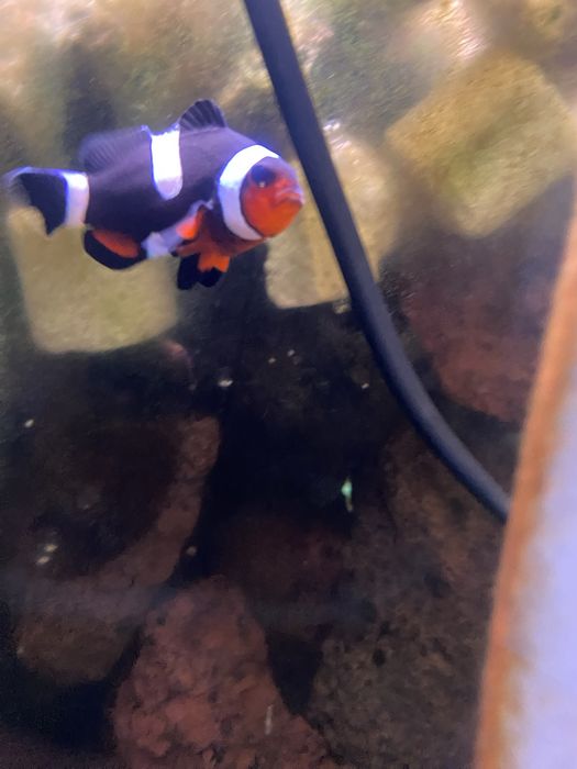 peixe palhaço jovem