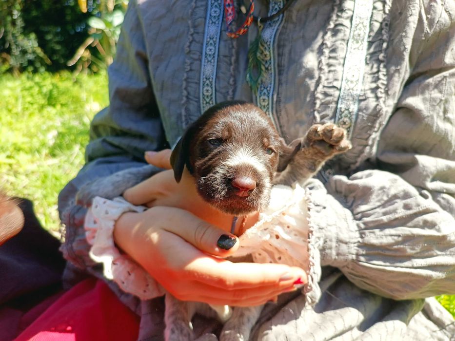 Cachorros Braco Alemão de Pêlo Cerdoso (Drahthaar) para doação – Soure