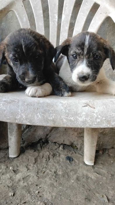Tenho cães bebés para dar
