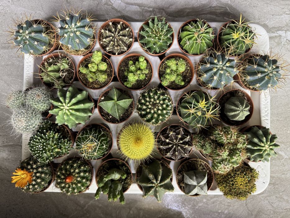 Сукуленти Суккуленты кактус эхеверия красула седум литопс кактус