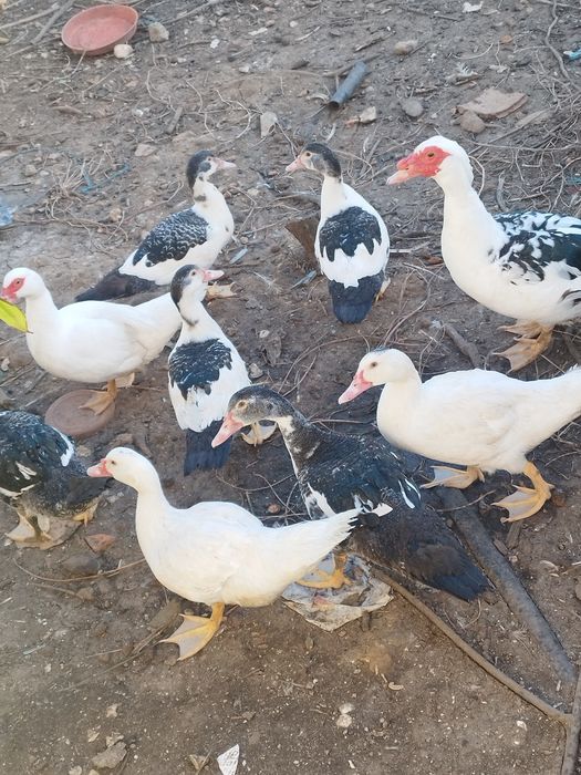 patos    muito  mansinhos