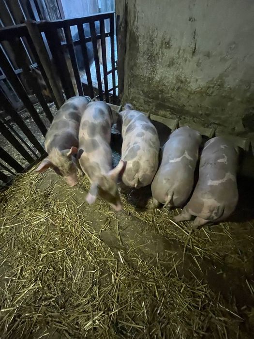 Продам  поросят .