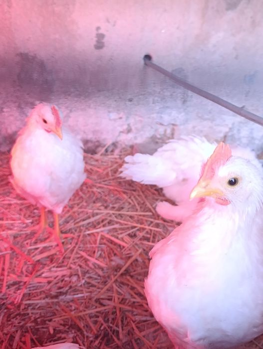 Galos leghorn com 1 mês e meio