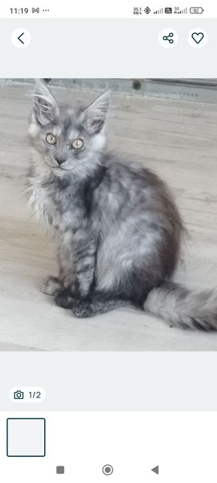 Kocurek i kotka Maine Coon 4,5  miesięczny