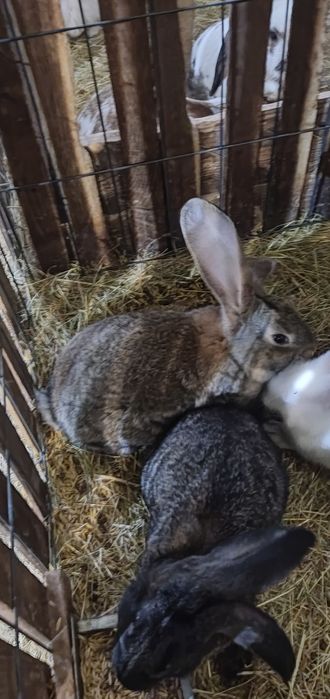 Sprzedam króliki