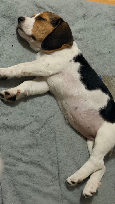 Beagle fêmea 2 meses