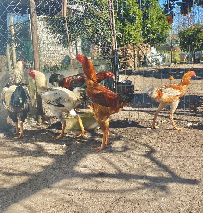 Ovos e aves INDIO GIGANTE TOP disponíveis