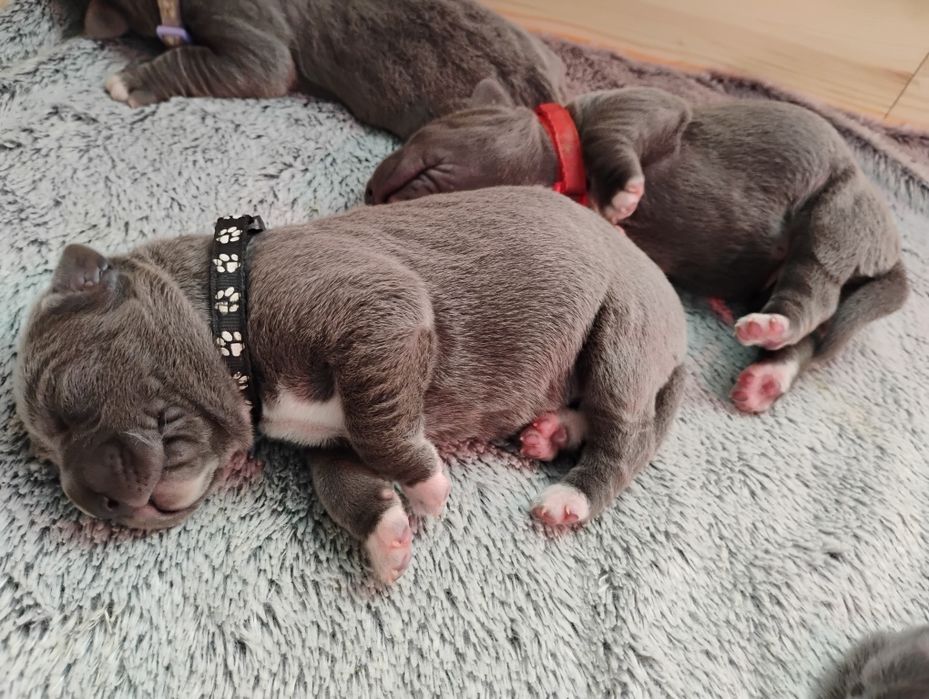 Cane Corso Zapowiedź miotu