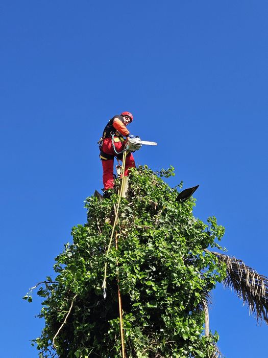 Jardinagem/ Arboricultura