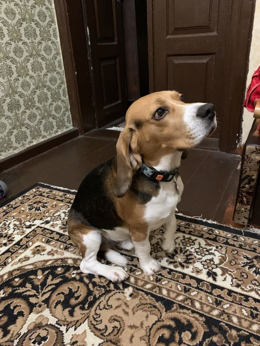 Бігль вʼязка