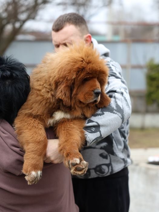 Тибетский Мастиф