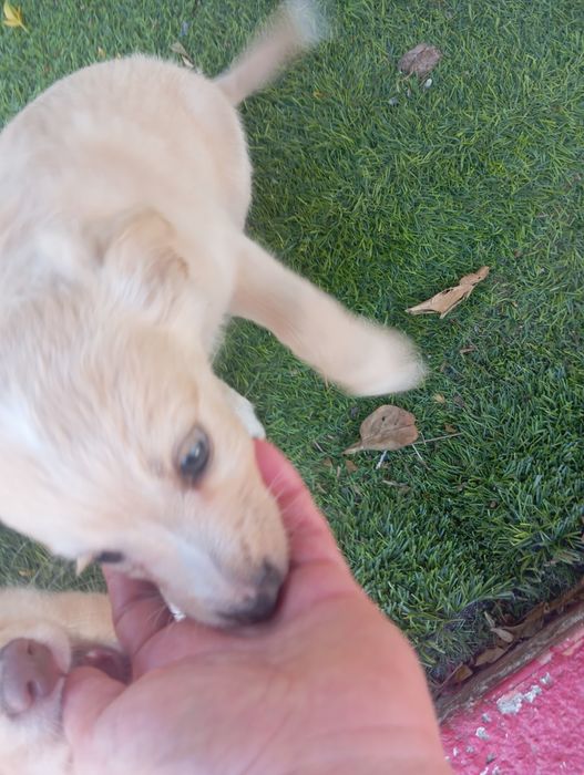 Filhotes de cães porte médio/ pequeno