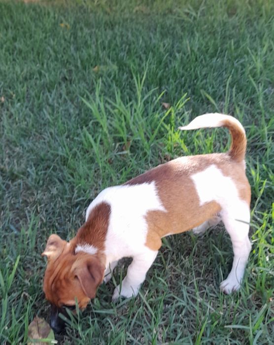 Jack Russell Terrier Excelente, com Pedigree e Afixo