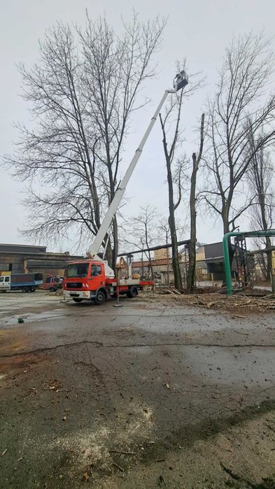 Wycinka drzew Piekary Śląskie pielęgnacja drzew