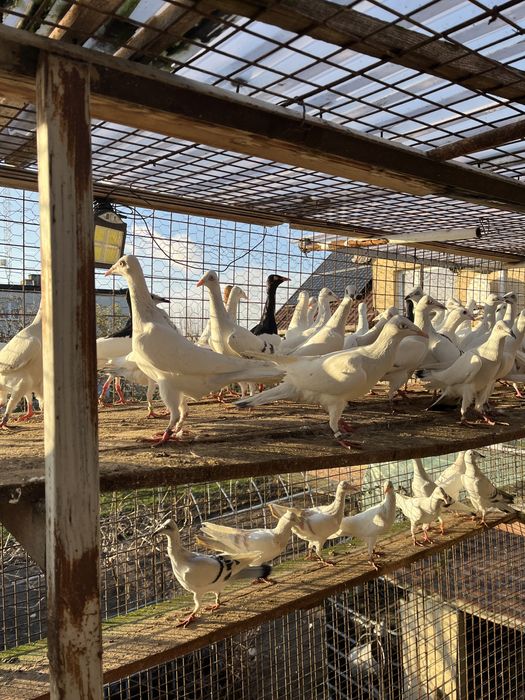 Srebrniak , perlowy nadwyżka  hodowlana