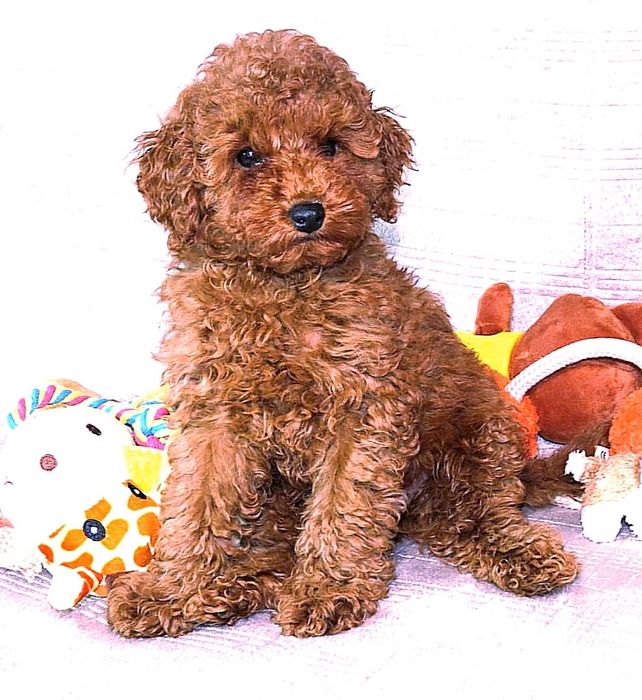 Кращий хлопчик у посліді Той Пудель Ред Браун з документами клубу