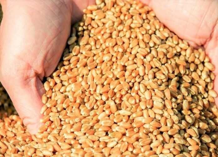 Продам пшеницю, горох 2025р