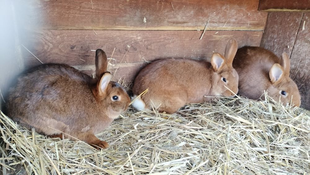Króliki samice młode