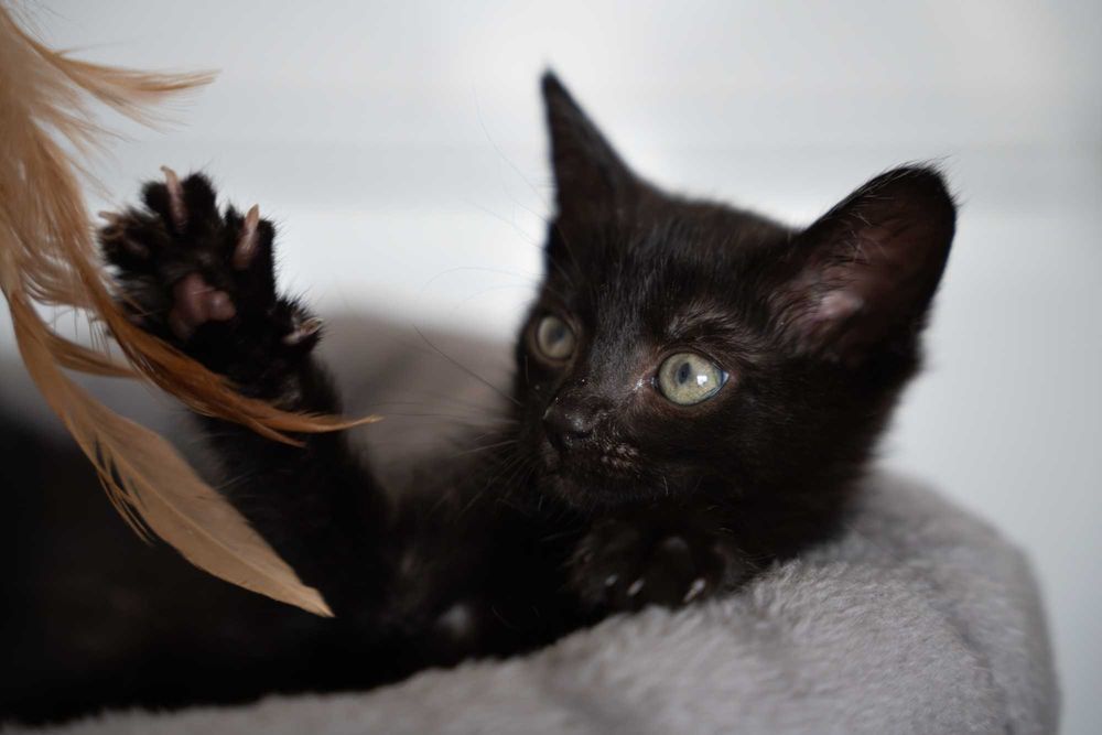 Kokosik i Śliweczka do adopcji