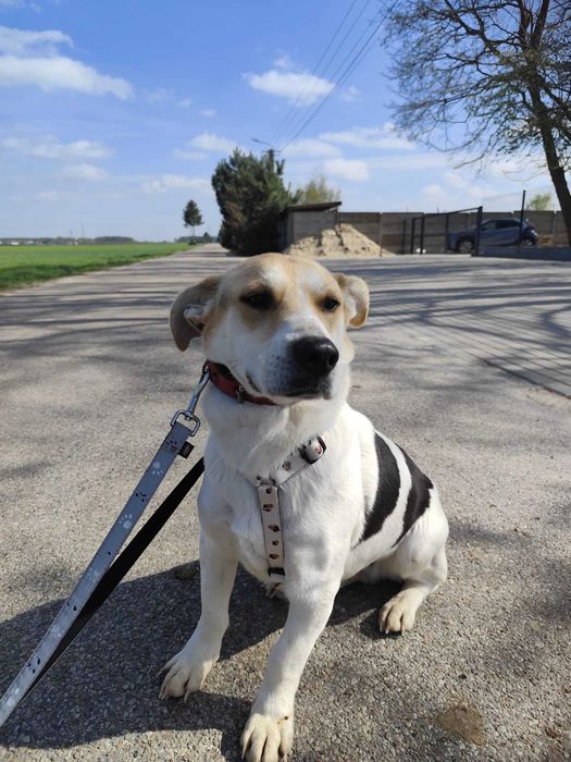 Młoda sunia mix jack russell terrier szuka spokojnego domu