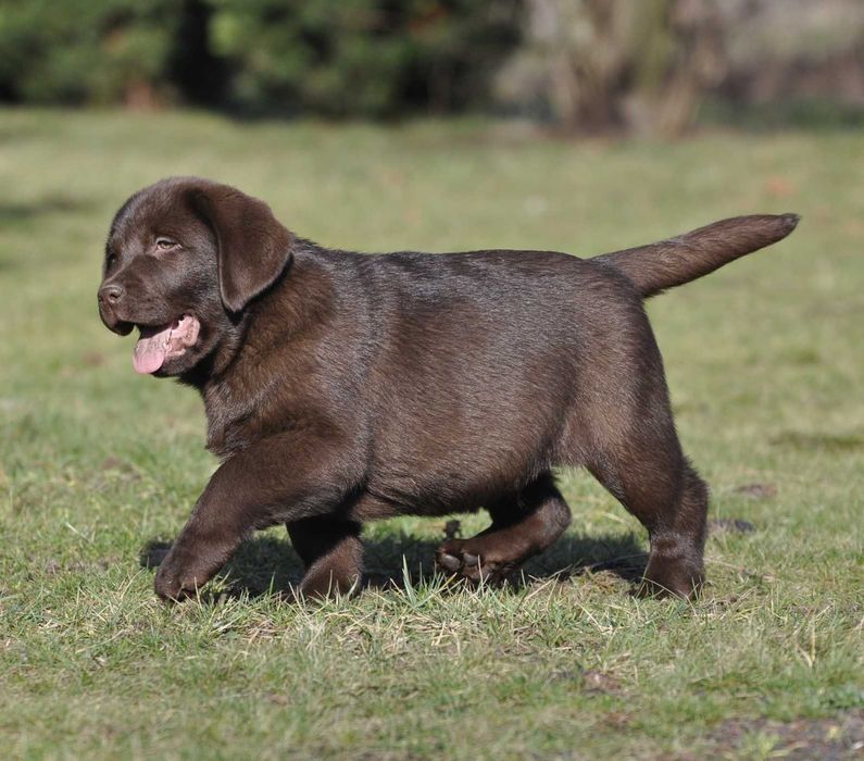 Labrador Retriever szczenie z rodowodem ZKwP, FCI Badania Genetyczne
