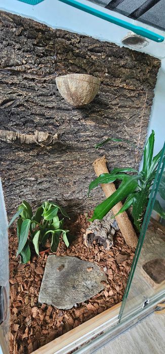 Gekon + terrarium