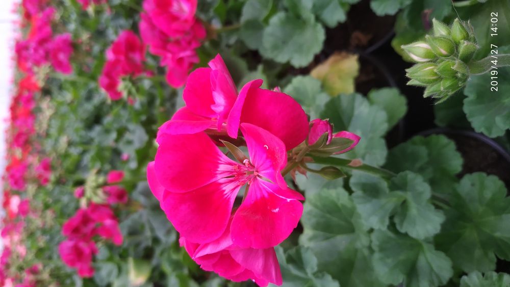 Kwiatek WPR - Pelargonia