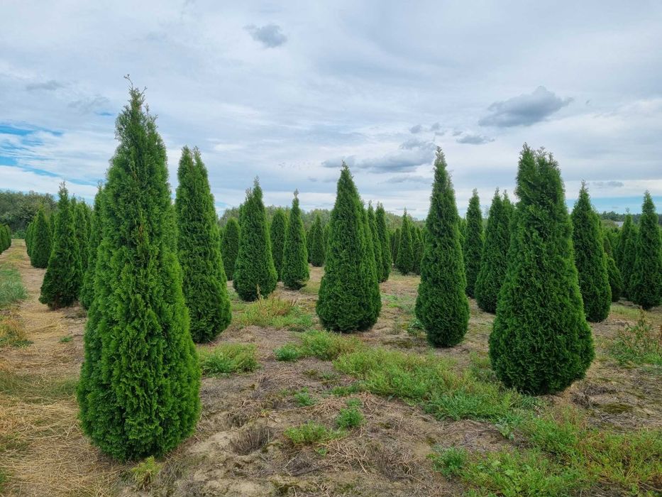 Tuja szmaragd 300 cm, żywotnik zachodni ,,smaragd", Thuja occidentalis
