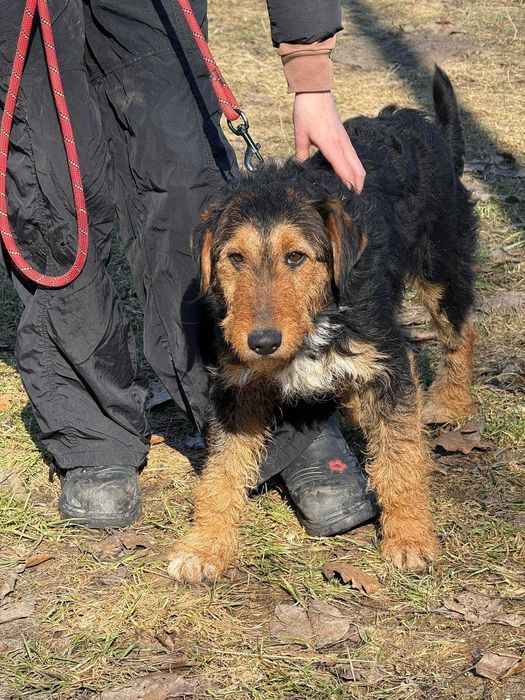 Walenty- mix teriera śliczny do adopcji