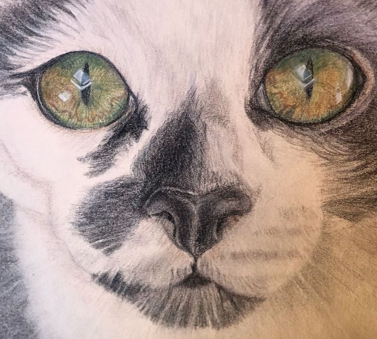 Pet portrait / retrato animal