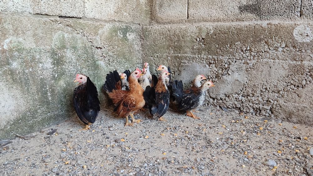 Garnizés Seramas Puros