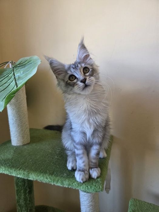 Koteczka Irma gotowa do odbioru Kocia Farna.PL